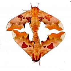 Lime Hawk tiliae BRICK RED VARIETY 15 eggs